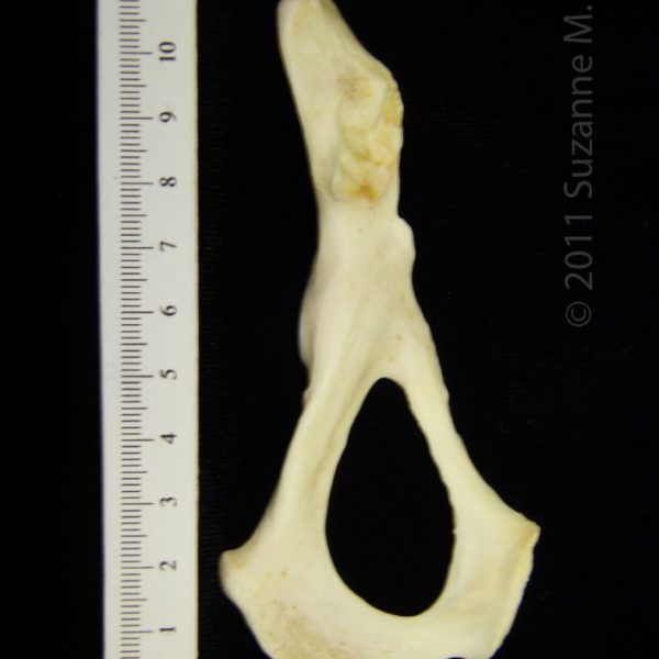 river_otter_(lutra_canadensis),_left_innominate,_dorsal,_cofc_osteological_collection_0009
