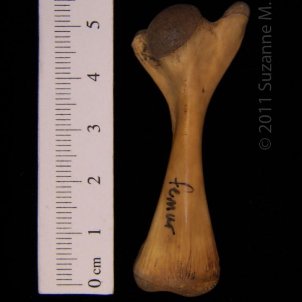 softshell_turtle,_left_femur,_anterior,_abel_collection