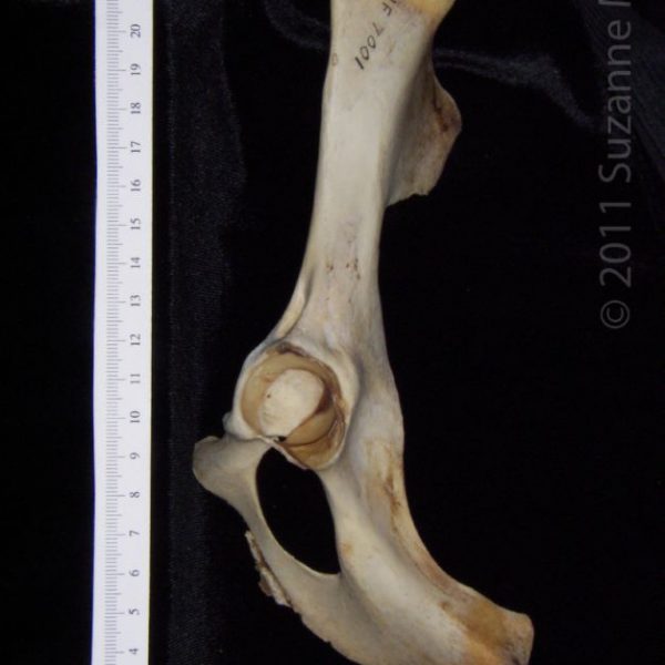 white-tailed_deer_(odocoileus_virginianus),_left_innominate,_lateral,_flmnh_collection_7001