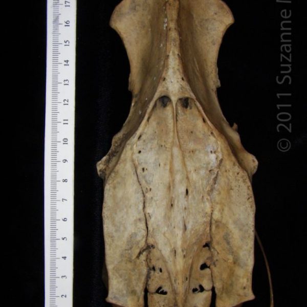 wild_turkey_(meleagris_gallopavo),_pelvis,_dorsal,_abel_collection