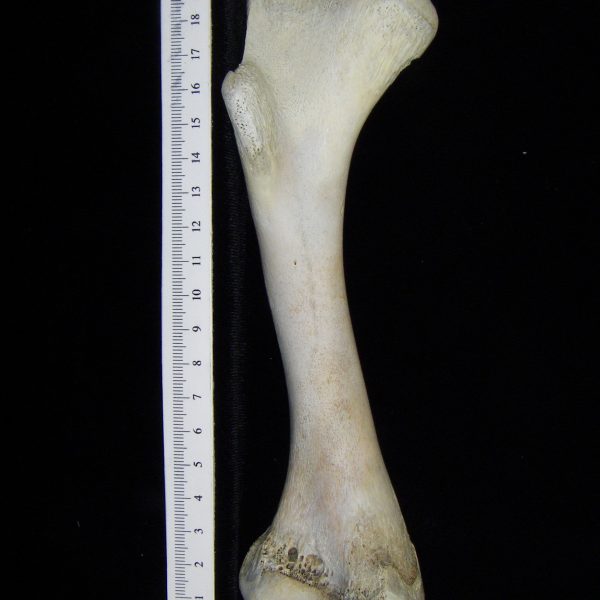 alligator-alligator-mississippiensis-humerus-cofc-osteological-collection