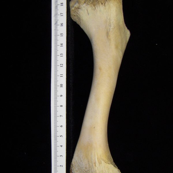 alligator-alligator-mississippiensis-humerus-view-2-cofc-osteological-collection