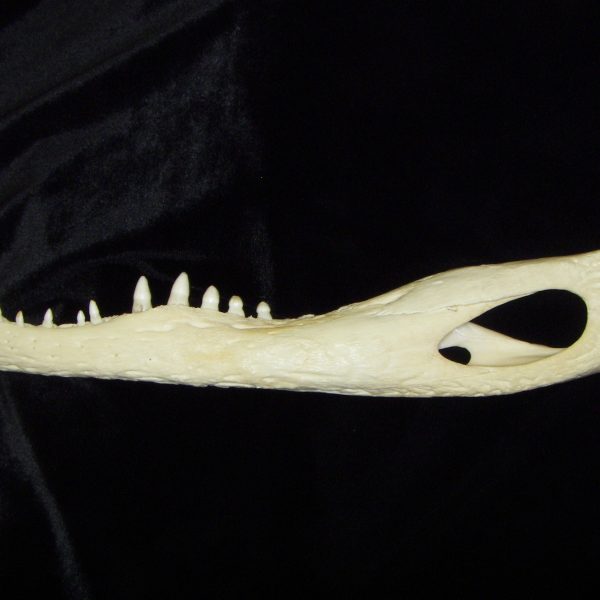 alligator-alligator-mississippiensis-left-mandible-cofc-osteological-collection