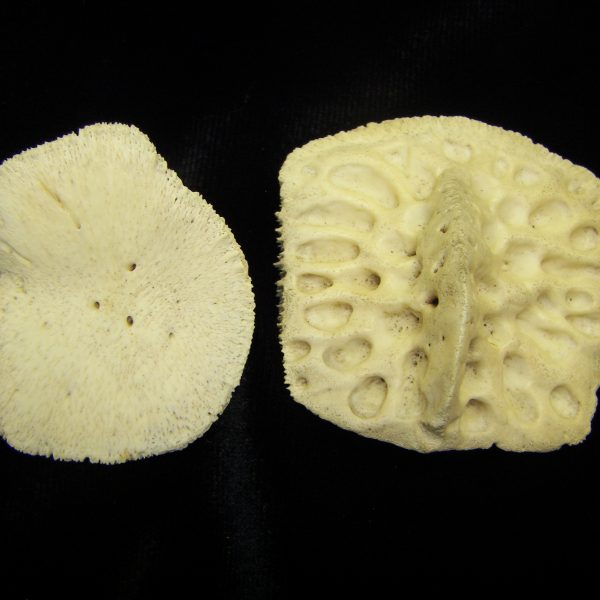 alligator-alligator-mississippiensis-scutes-internal-left-and-external-right-surfaces-co