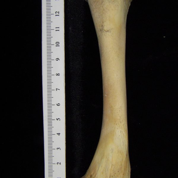 alligator-alligator-mississippiensis-tibia-cofc-osteological-collection