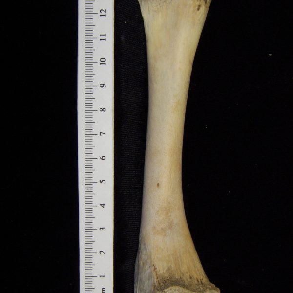 alligator-alligator-mississippiensis-tibia-view-2-cofc-osteological-collection