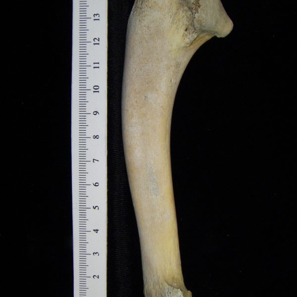 alligator-alligator-mississippiensis-ulna-cofc-osteological-collection