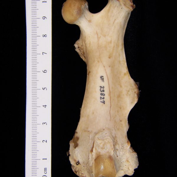 american-beaver-castor-canadensis-left-femur-anterior-flmnh-23827