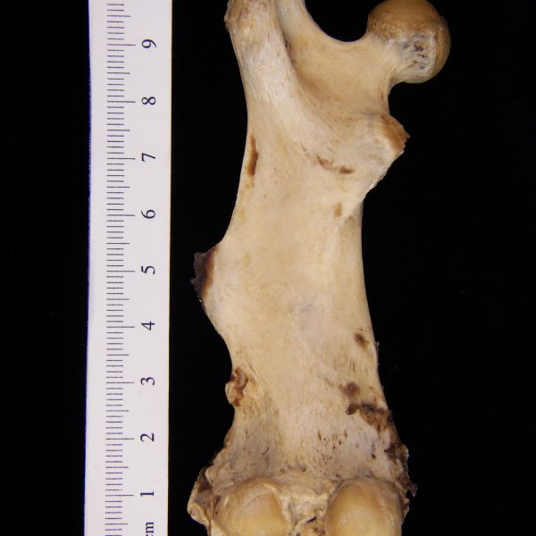 american-beaver-castor-canadensis-left-femur-posterior-flmnh-23827