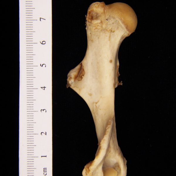 american-beaver-castor-canadensis-left-humerus-anterior-flmnh-23827