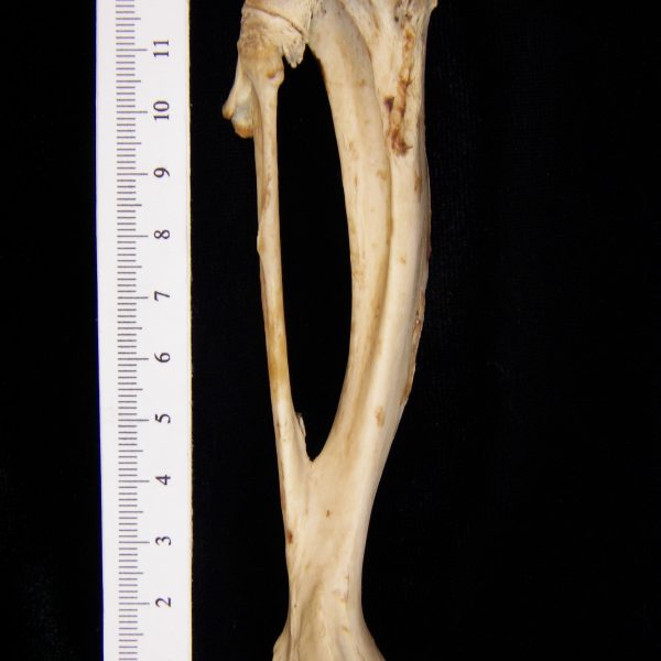 american-beaver-castor-canadensis-left-tibia-and-fibula-posterior-flmnh-23827