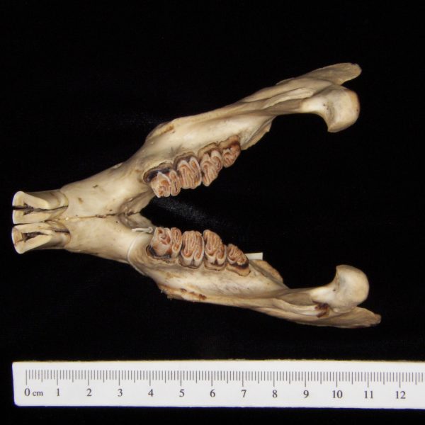american-beaver-castor-canadensis-mandible-superior-flmnh-23827