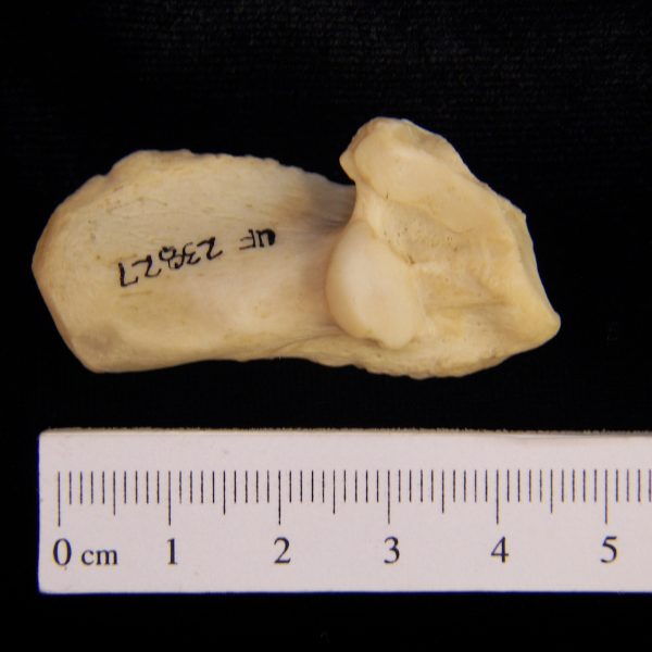 american-beaver-castor-canadensis-right-calcaneus-superior-flmnh-23827