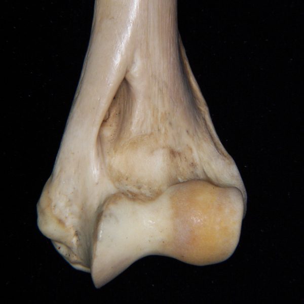 bobcat-lynx-rufus-left-humerus-close-up-of-distolateral-aspect-abel-collection