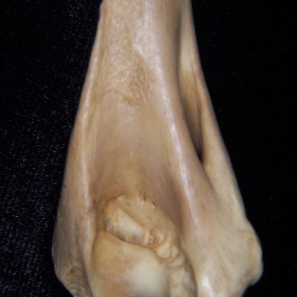 bobcat-lynx-rufus-left-humerus-close-up-of-distomedial-aspect-abl-collection