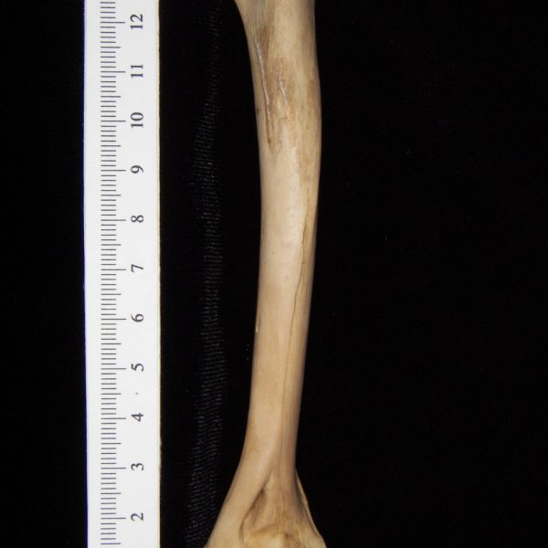 bobcat-lynx-rufus-left-humerus-lateral-abel-collection