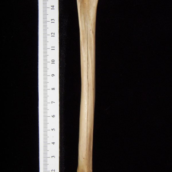 bobcat-lynx-rufus-left-tibia-posterior-abel-collection