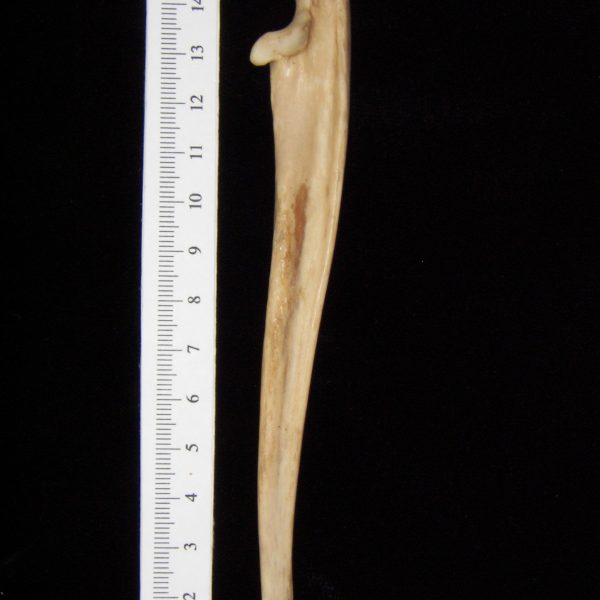 bobcat-lynx-rufus-left-ulna-lateral-abel-collection