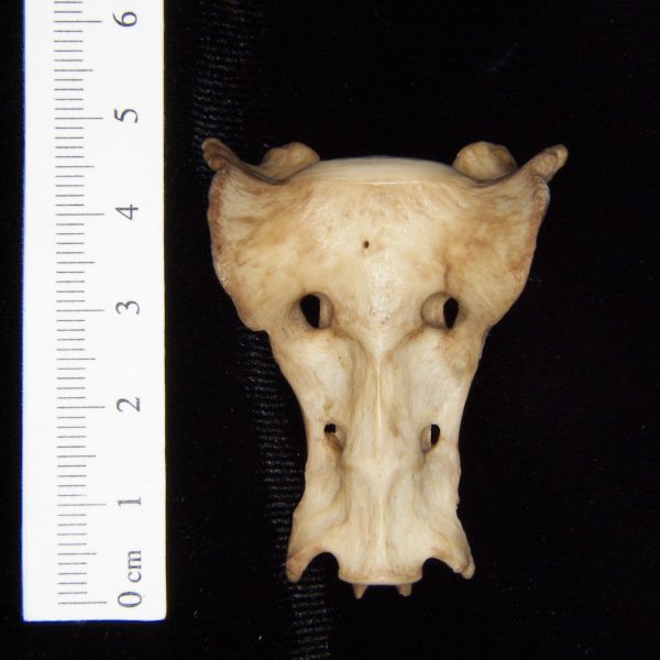bobcat-lynx-rufus-sacrum-anterior-abel-collection
