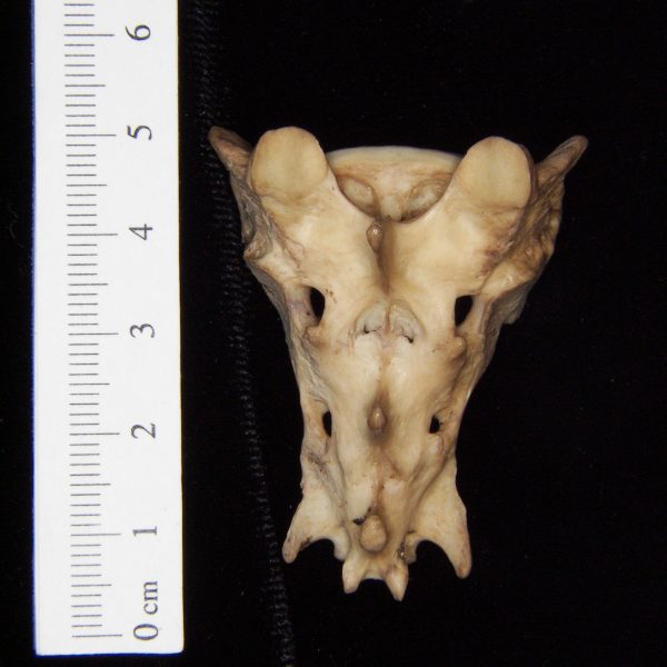 bobcat-lynx-rufus-sacrum-posterior-abel-collection