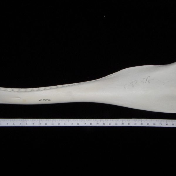 bottlenose-dolphin-tursiops-truncatus-left-mandible-lateral-flmnh-25743