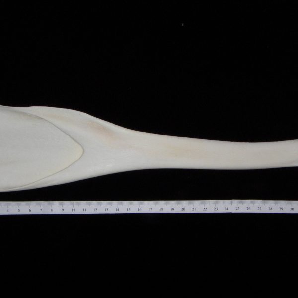 bottlenose-dolphin-tursiops-truncatus-left-mandible-medial-flmnh-25743