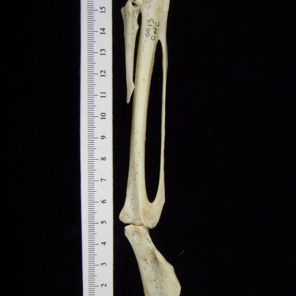 brown-pelican-pelecanus-occidentalis-carpometacapus-and-1st-phalanx-view-2-cofc-osteological