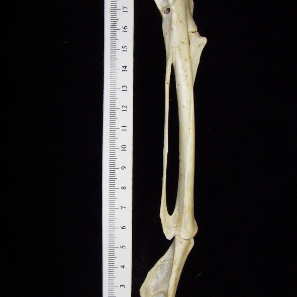 brown-pelican-pelecanus-occidentalis-carpometacarpusand-1st-phalanx-cofc-osteological-collect
