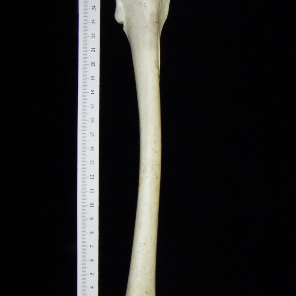 brown-pelican-pelecanus-occidentalis-right-humerus-cofc-osteological-collection-0013