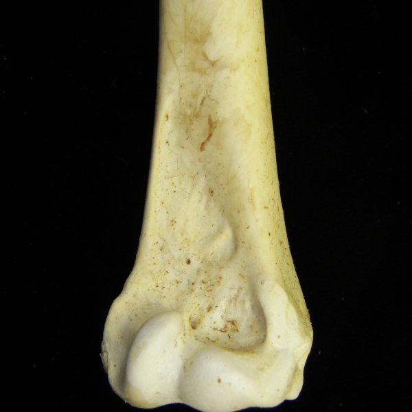 brown-pelican-pelecanus-occidentalis-right-humerus-distal-aspect-cofc-osteological-colection
