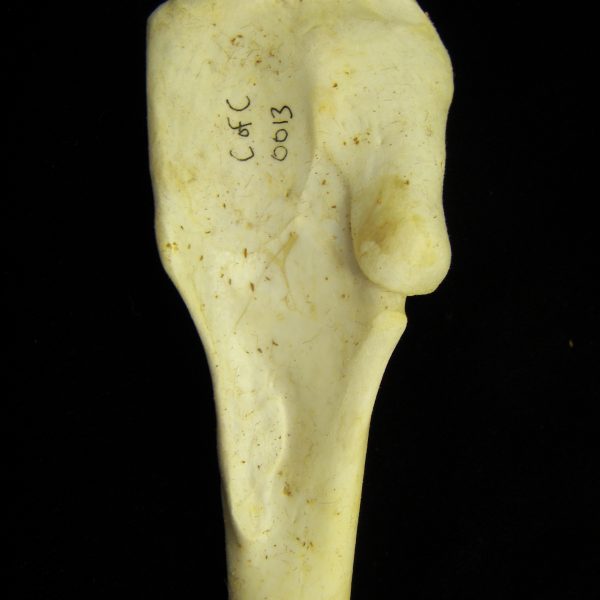brown-pelican-pelecanus-occidentalis-right-humerus-proximal-aspect-cofc-osteological-collect