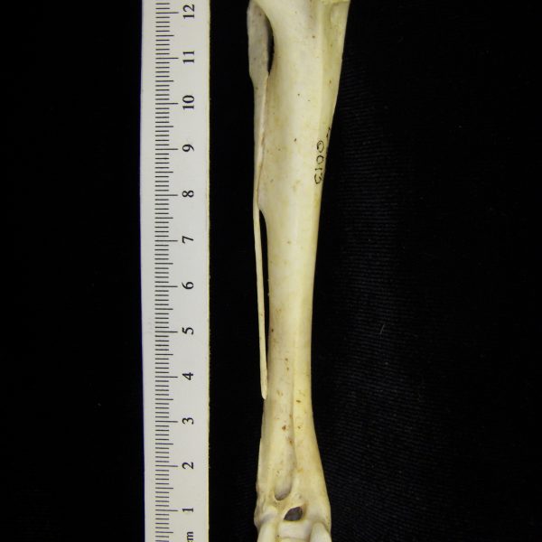 brown-pelican-pelecanus-occidentalis-right-tibiotarsus-anterior-cofc-oteological-collection