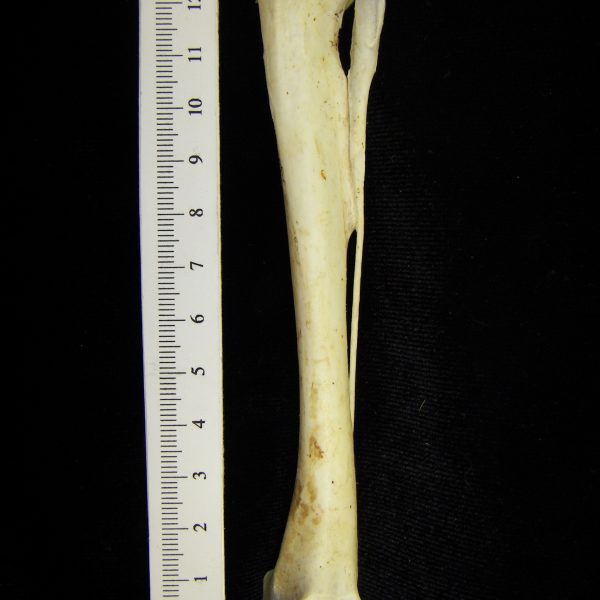 brown-pelican-pelecanus-occidentalis-right-tibiotarsus-posterior-cofc-osteological-collectio
