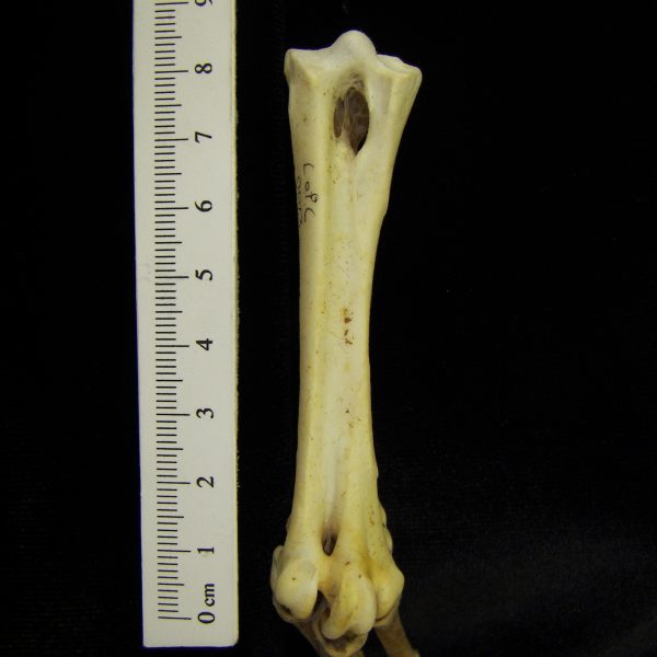 brown-pelican-pelecanus-occidentalis-tarsometatarsus-cofc-osteological-collection-0013