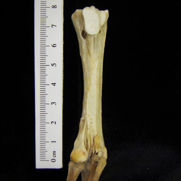 brown-pelican-pelecanus-occidentalis-tarsometatarsus-view-2-cofc-osteological-collection-001