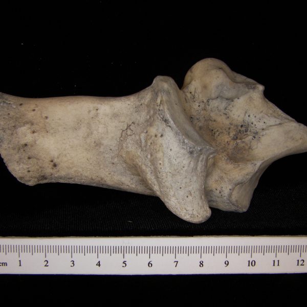 cattle-bos-taurus-left-calcaneus-medial-posterior-epiphysis-missing-abel-collection