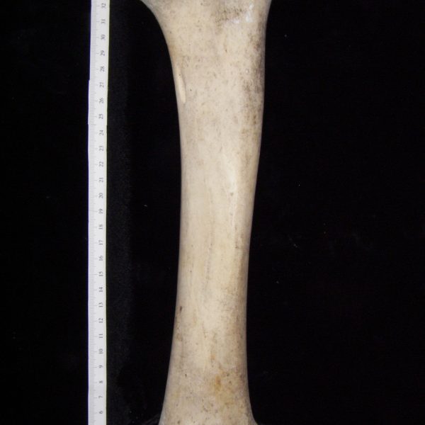cattle-bos-taurus-left-tibia-posterior-abel-collection