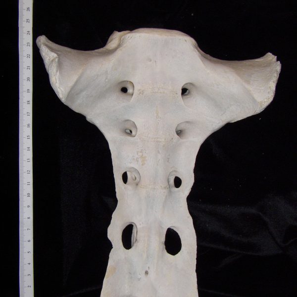 cattle-bos-taurus-sacrum-ventral-abel-collection