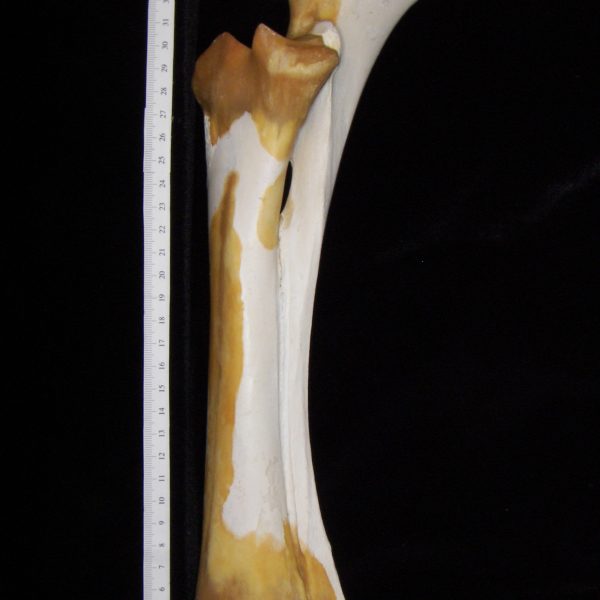 cattle-bos-taurus-ulna-and-radius-abel-collection