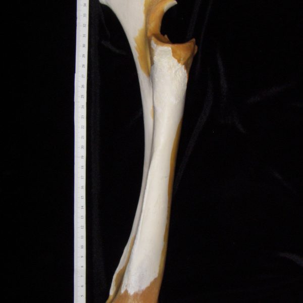 cattle-bos-taurus-ulna-and-radius-view-2-abel-collection