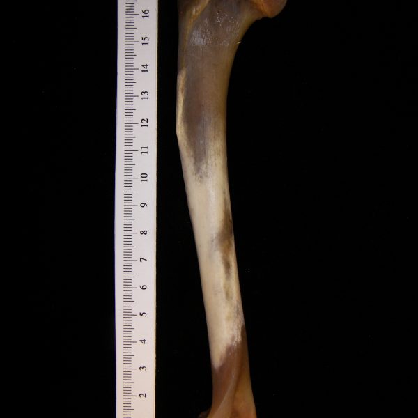 coyote-canis-latrans-humerus-posterior-flmnh-ea-cat-no-z6696