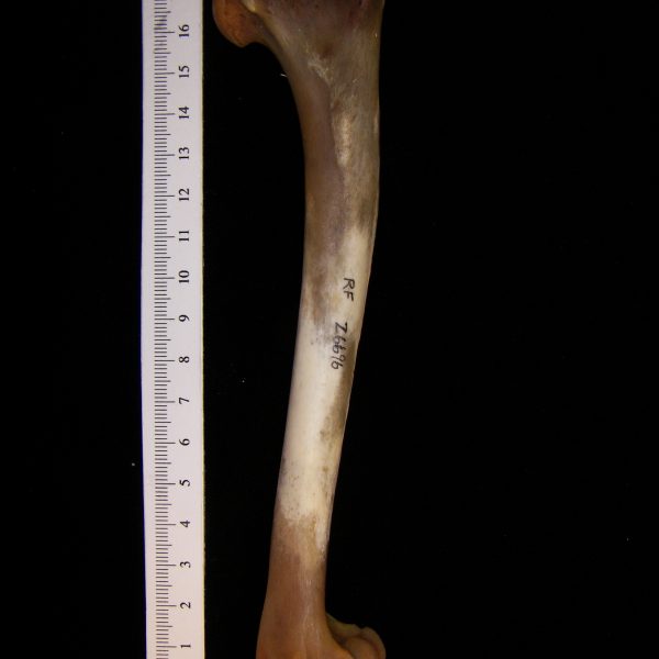 coyote-canis-latrans-left-humerus-anterior-flmnh-ea-cat-no-z6696