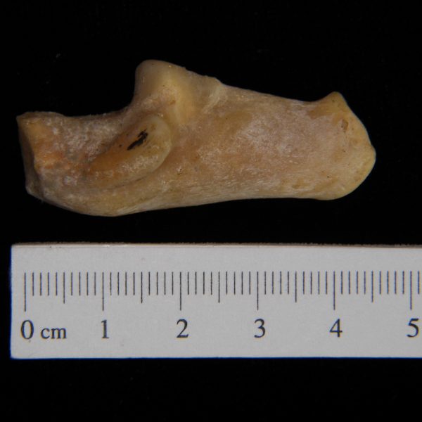 coyote-canis-latrans-right-calcaneus-medial-flmnh-ea-cat-no-z6696