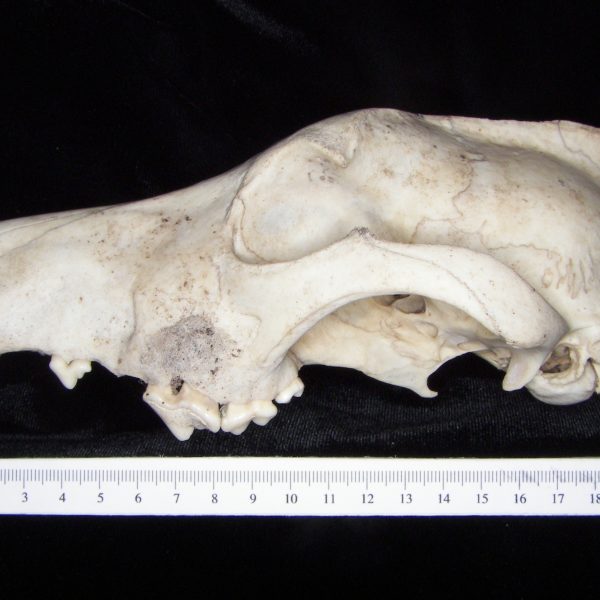 dog-canis-lupus-familiaris-cranium-lateral-abel-collection