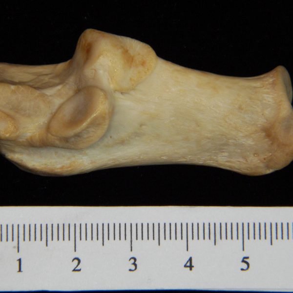 dog-canis-lupus-familiaris-left-calcaneus-lateral-harding-collection