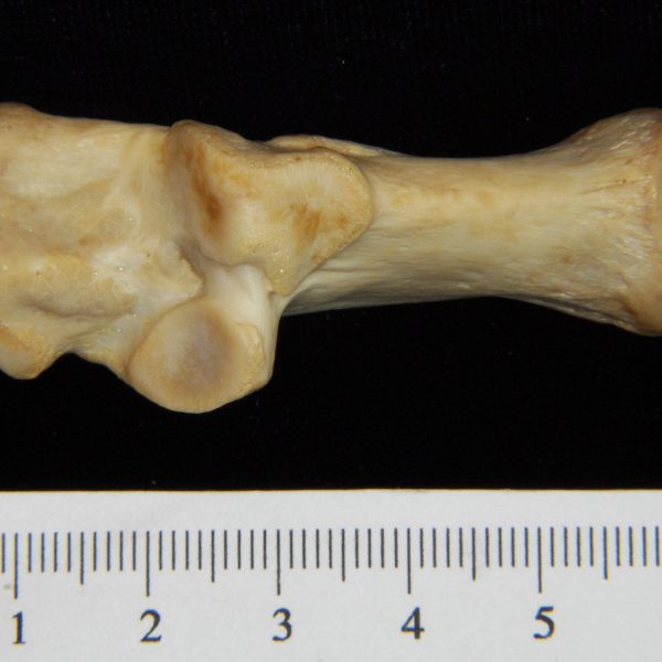 dog-canis-lupus-familiaris-left-calcaneus-superior-harding-collection