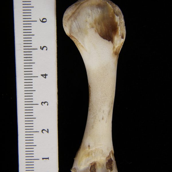 domestic-chicken-young-fryer-gallus-gallus-humerus-view-2-abel-collection