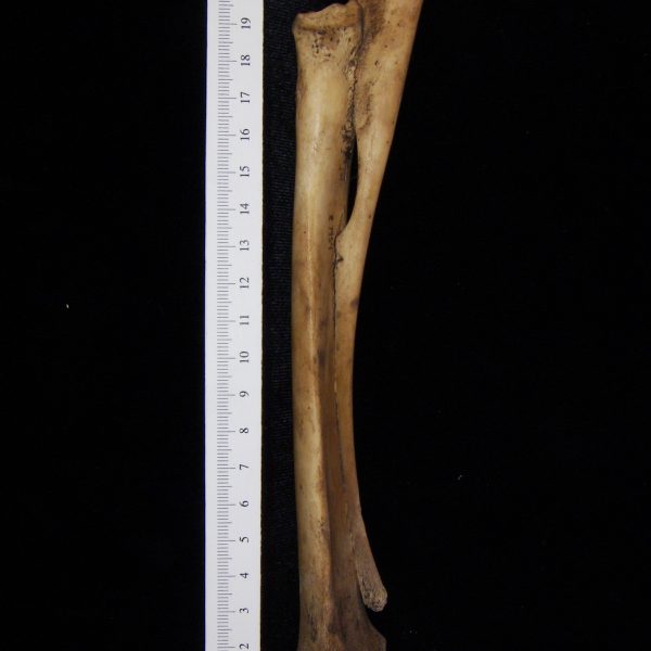 domestic-goat-capra-hircus-right-radius-and-ulna-view-2-flmnh-ea-cat-no-z7954