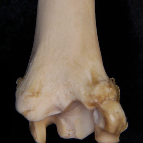 domestic-sheep-ovis-aries-right-tibia-distal-posterior-aspect-tarsal-attached-to-lateral-sid
