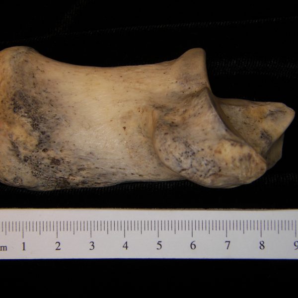 donkey-equus-asinus-left-calcaneus-medial-flmnh-6684